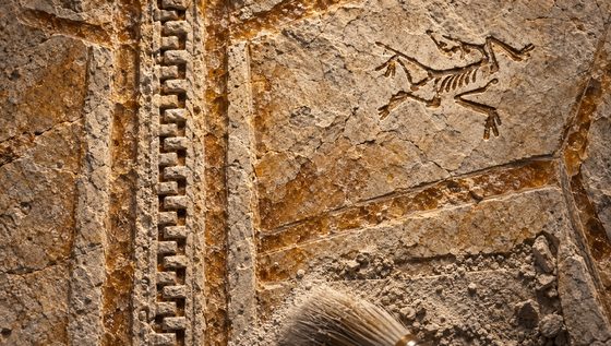 Macro of the fossil chest, zipper teeth as a spine